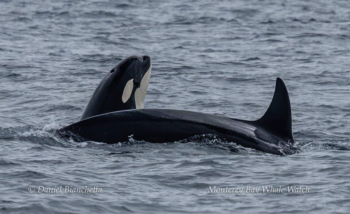 A pod of orcas was spotted off the coast of California.