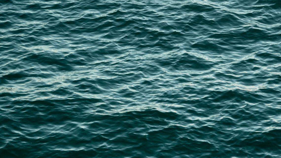 Sea creatures were spotted feeding on fish off the coast of California.