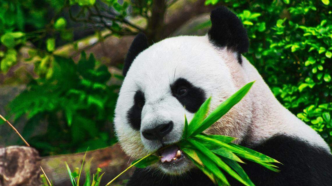 A zoo in California will receive pandas (not the one pictured) as part of a diplomacy program, officials said.