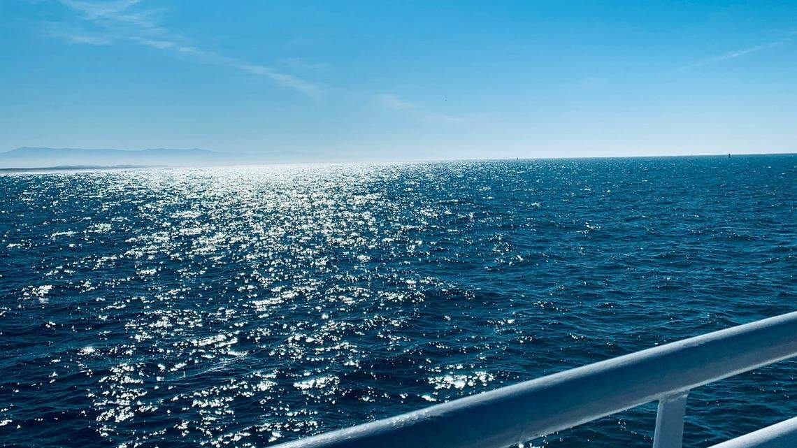 This species is seen less than once a year, even by the most avid whale watchers.