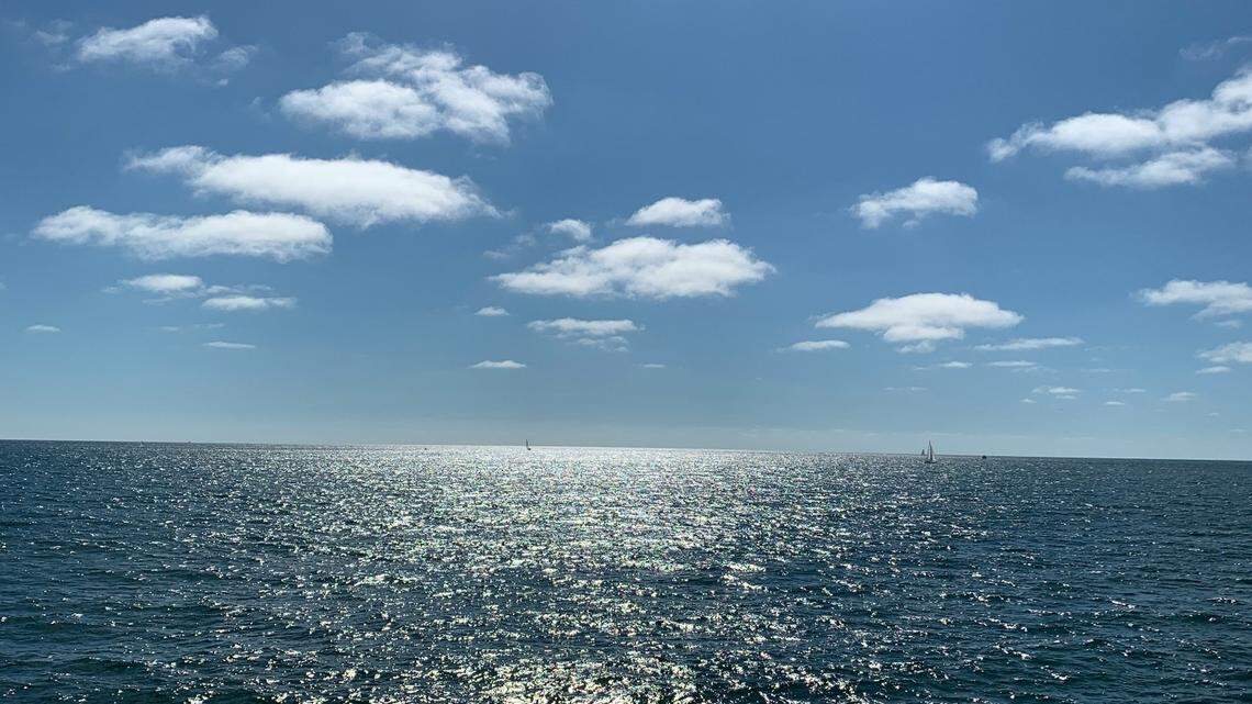 The dual sighting might mean an abundance of krill in Monterey Bay.