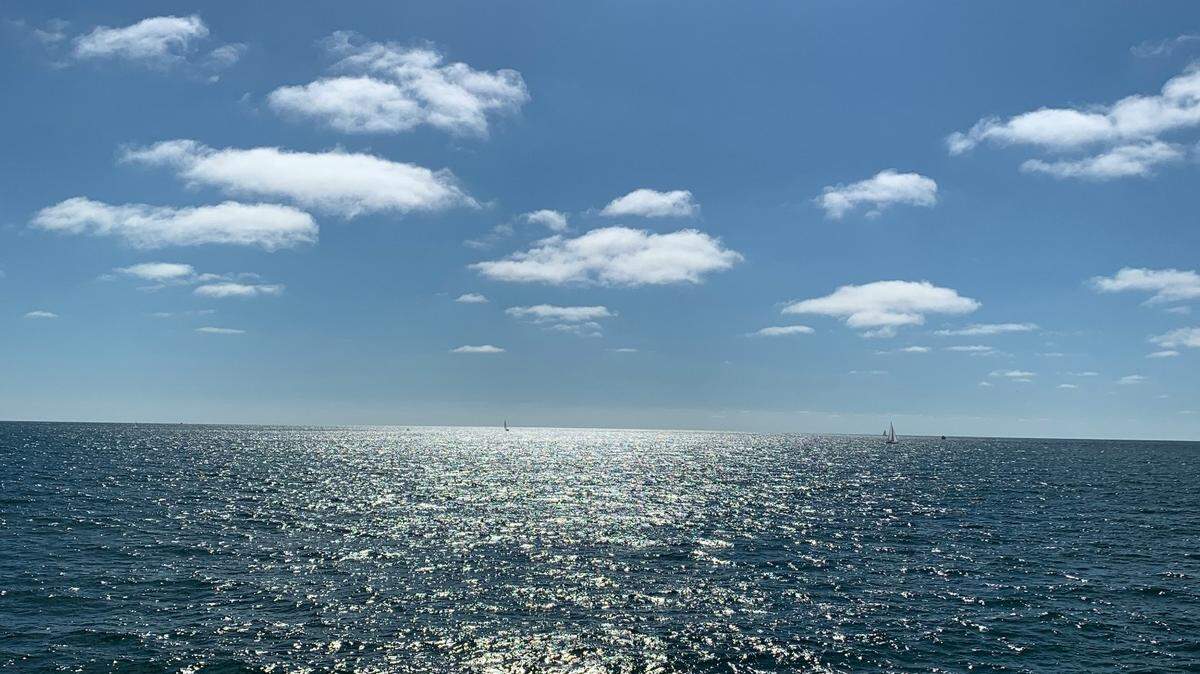 The dual sighting might mean an abundance of krill in Monterey Bay.