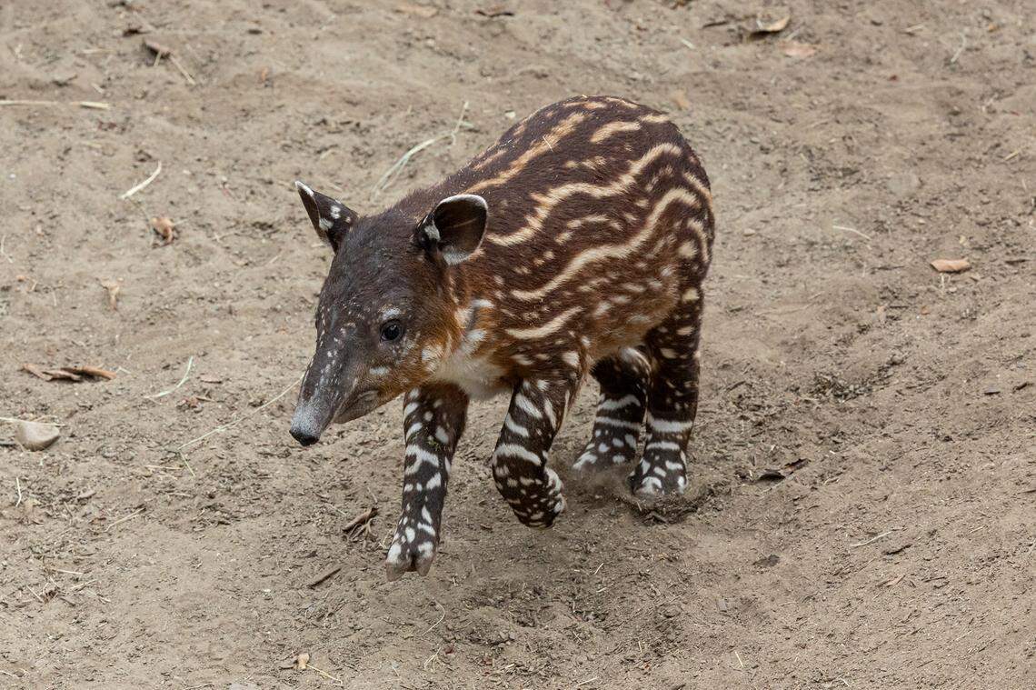 The calf was born June 3, the zoo says.