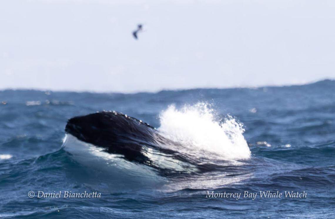 Four orcas were spotted off the coast of California, a whale watching company said.