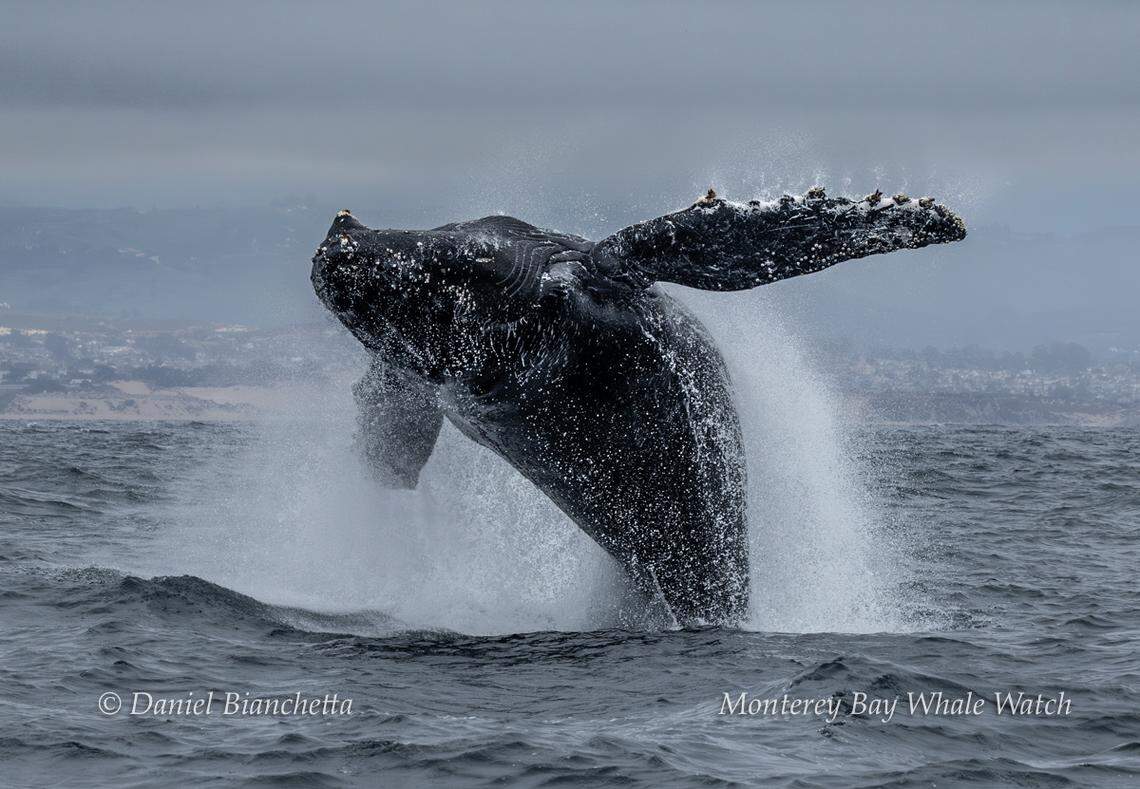 A group was able to spot sea creatures off the California coast.