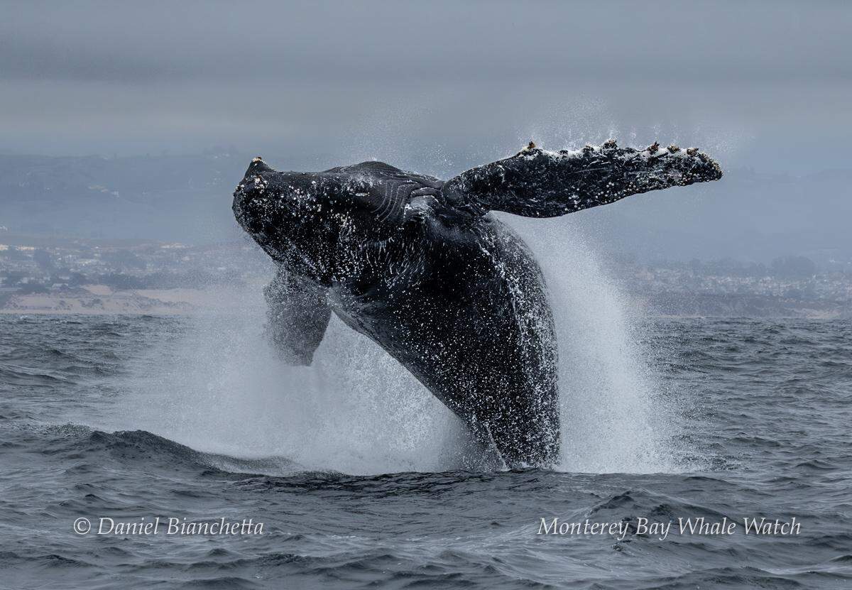 A group was able to spot sea creatures off the California coast.