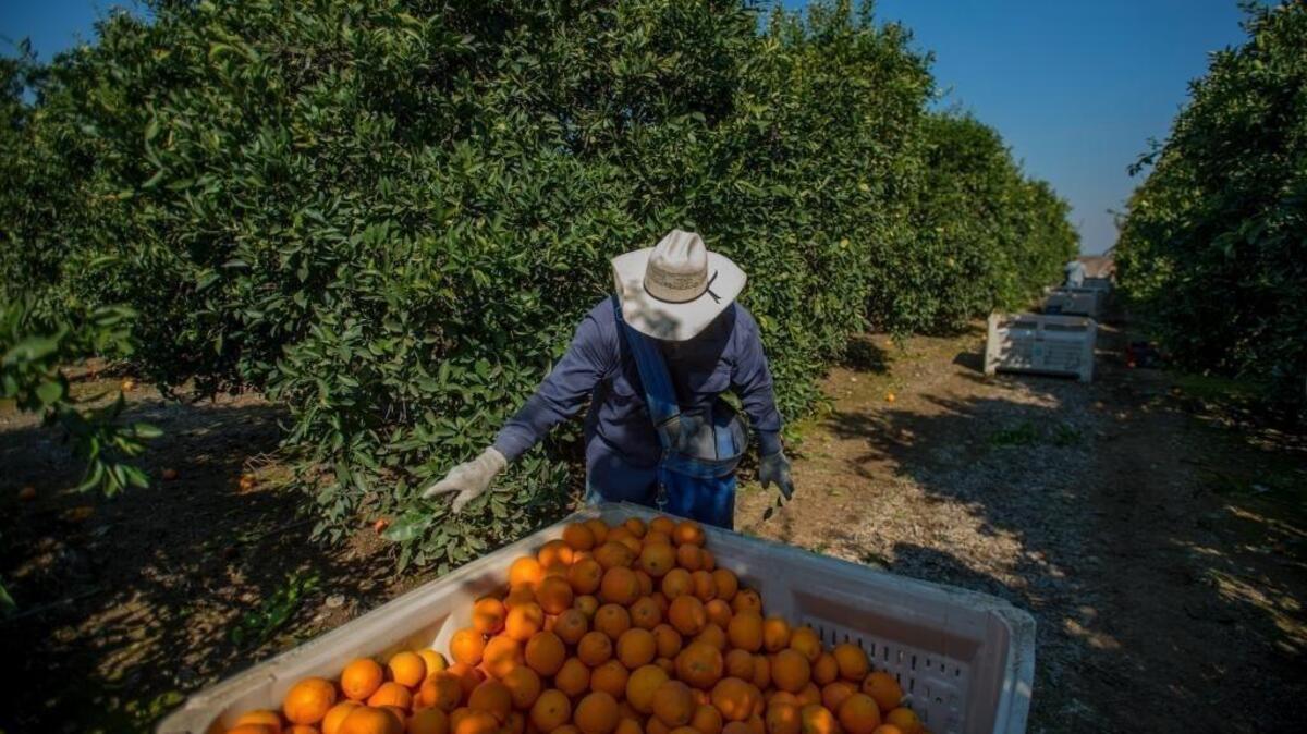 Abel Tapia empties a bag of oranges into a crate at the orchard of Joe Russell in Visalia on March 9, 2017.