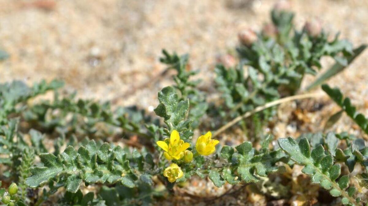 
The Tahoe yellow cress, which grows only along Lake Tahoe’s sandy shoreline, is no longer a candidate for the Endangered Species Act list.
