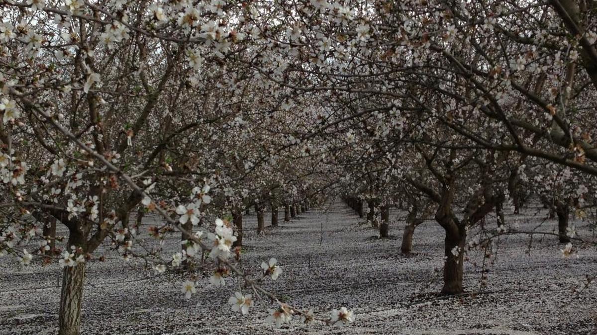 An almond grove near Winters. Environmentalists are taking the Trump administration to court over its decision not to prohibit use of a pesticide widely used on almond trees and other California farm crops.