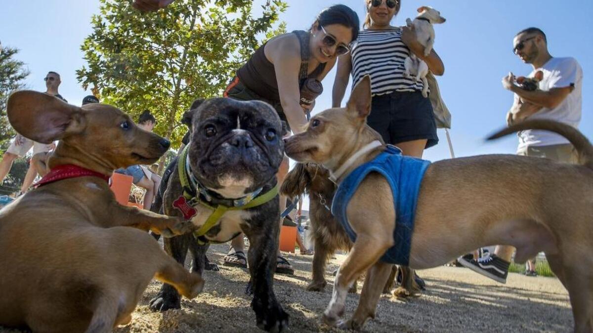 Dogs chase each other playfully during the grand opening of the Truitt Bark Park in Sacramento on July 29, 2017. 