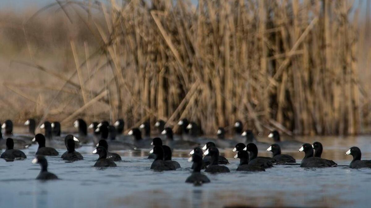 Coots swim in Natomas Basin Conservancy wetlands in Sacramento County on Wednesday, Feb. 3, 2016. The conservancy’s land has been set aside to offset development in the historic floodplains and farmlands of the Natomas Basin in the city of Sacramento and southern Sutter County.