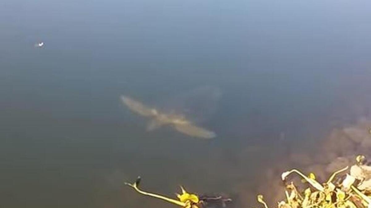 Dan Maloon was fishing on the San Joaquin River on Friday, Nov. 13, 2015, when he spotted a sea turtle far from its usual ocean habitat, swimming along shore in front of him.
