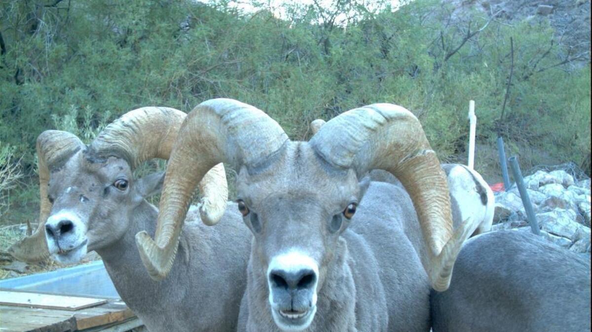 Bighorn sheep photographed on the Marine Corps Air Ground Combat Center base in Twentynine Palms by a motion-activated cameras located at the water guzzler sites.