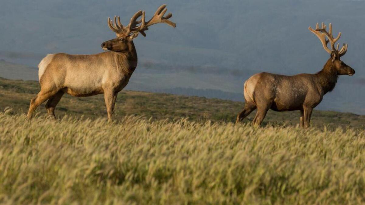 
Tule elk, whose breed was rescued from the brink of extinction 140 years ago, graze near a ranch on Point Reyes National Seashore. Six years before Minnesota dentist Walter Palmer ignited a global firestorm when he killed an African lion named Cecil, he posed for a photo beside the carcass of another trophy, a bull tule elk he killed 60 miles from Sacramento.
