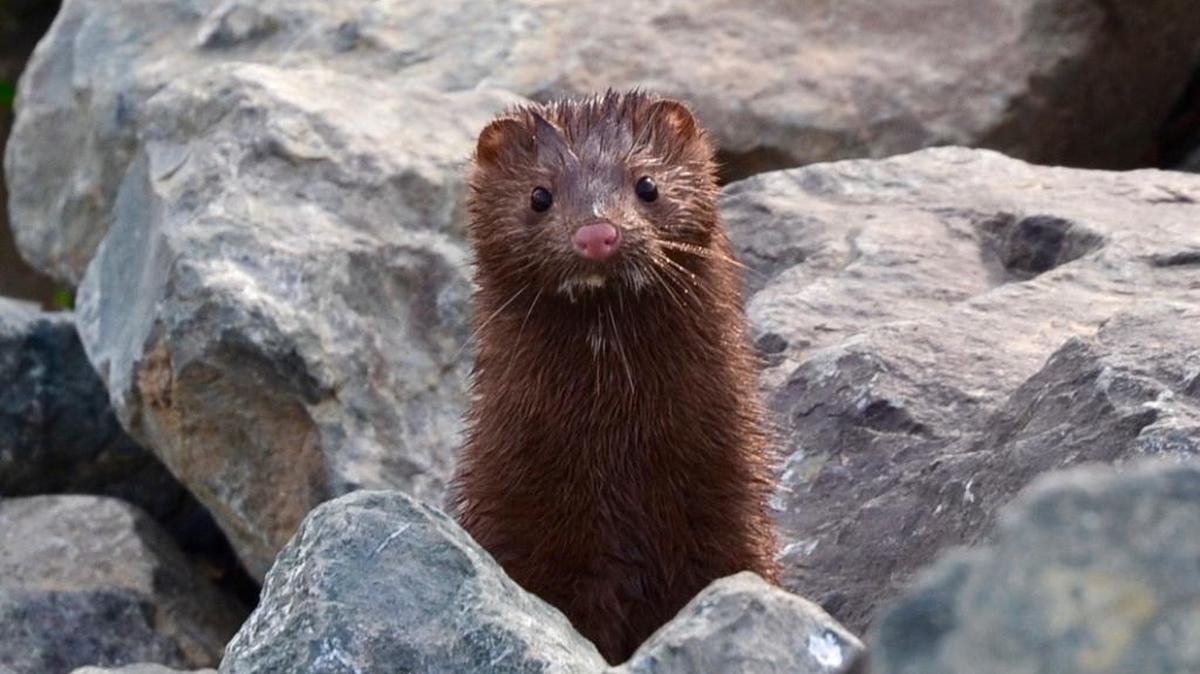 The resident mink at the Natomas Basin Conservancy