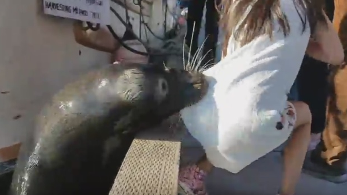 A video shot by Michael Fujiwara at Steveston Fisherman’s Wharf on Saturday shows a California sea lion dragging a young girl into the water. No one was hurt in the incident.