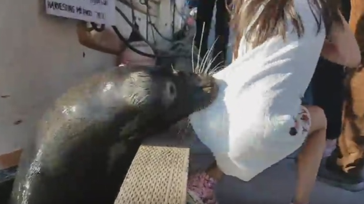 A video shot by Michael Fujiwara at Steveston Fisherman’s Wharf on Saturday shows a California sea lion dragging a young girl into the water. No one was hurt in the incident.