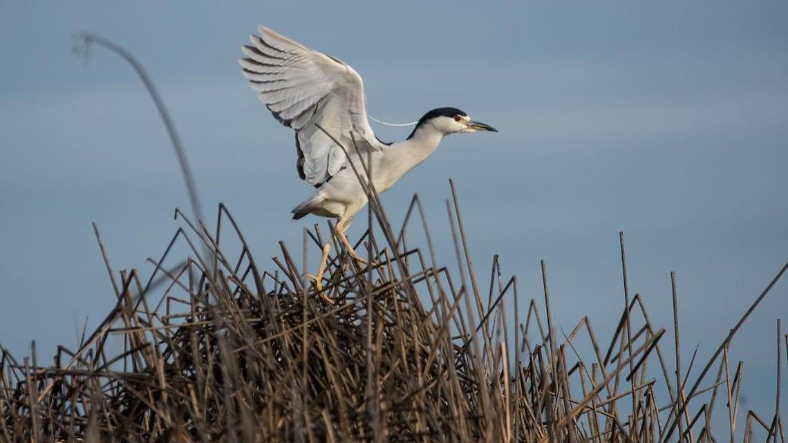 A black-crowned night heron takes off from tules in a Natomas Basin Conservancy marsh in Sacramento on Wednesday, Feb. 3, 2016. 