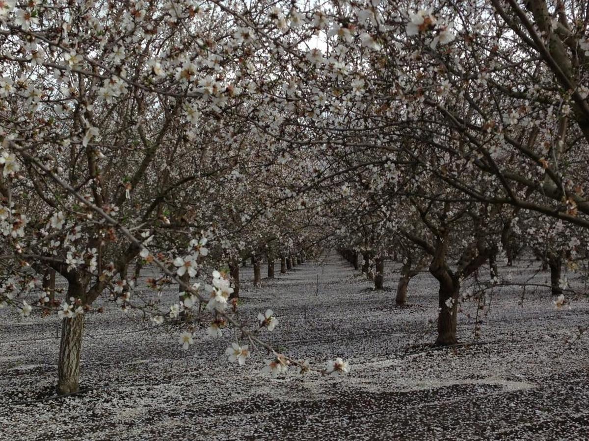 An almond orchard blooms near Winters in the western Sacramento Valley. Almonds are one of about 60 California commodities grown with the use of the pesticide chlorpyrifos, which the state is banning.