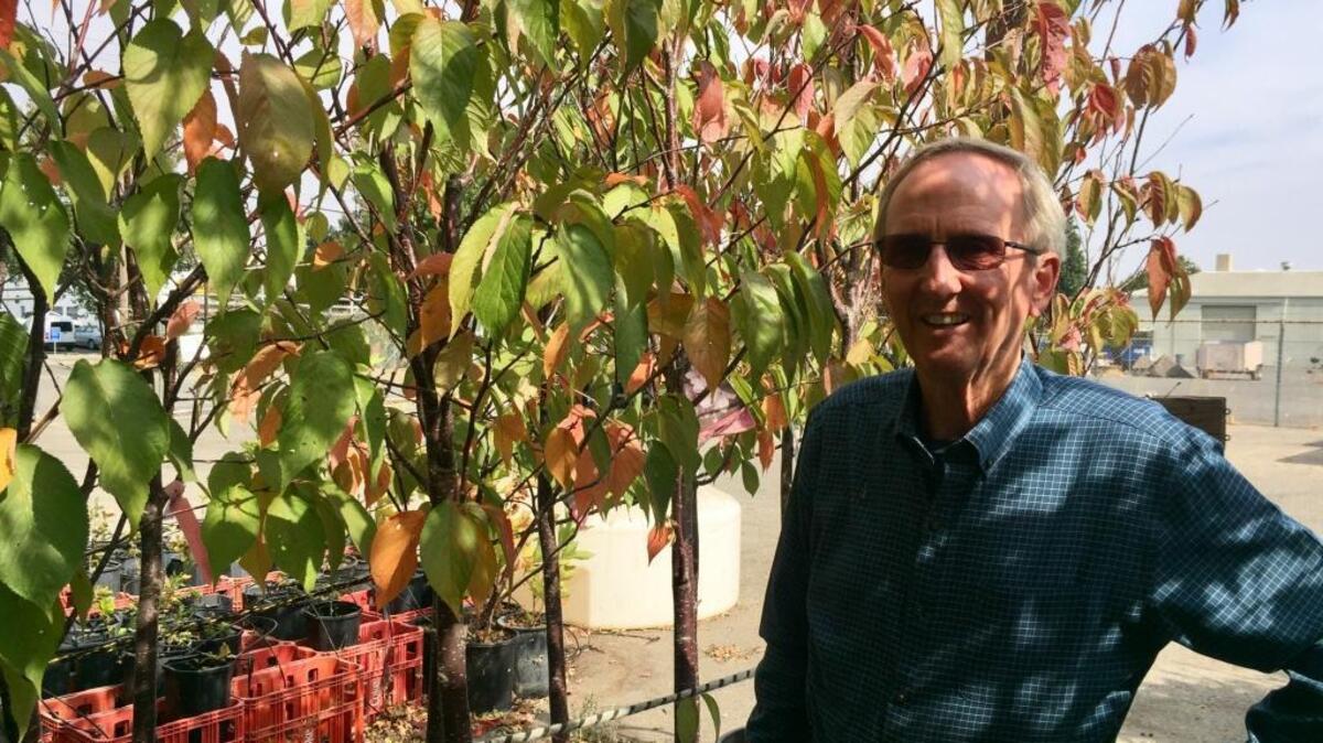 Sacramento Tree Foundation Executive Director Ray Tretheway with some of the 28 Pink Flair flowering cherry trees to be planted at Southside Park Oct. 28. “Sakura Grove” will honor Japanese-Americans long connection with the area.