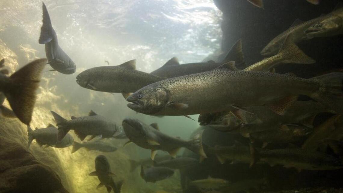 New genetic evidence could have major implications in the fight to save spring-run Chinook