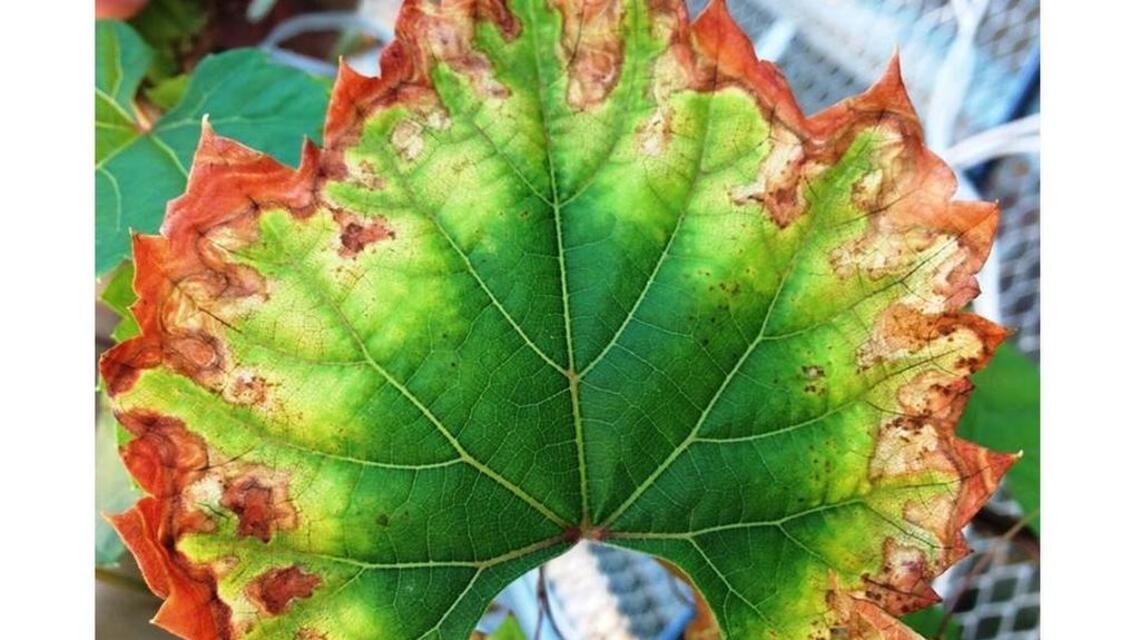 Research identifies protein behind costly grape leaf disease