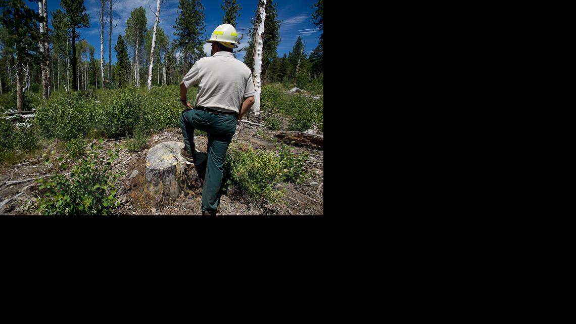 
Quentin Youngblood of the U.S. Forest Service stands amid a healthy aspen grove after conifers were thinned from the area several years ago in the Tahoe National Forest near Sierraville.The Nature Conservancy issued a report that said thinning of Sierra forests will reduce wildfire risks and increase the water supply. 

