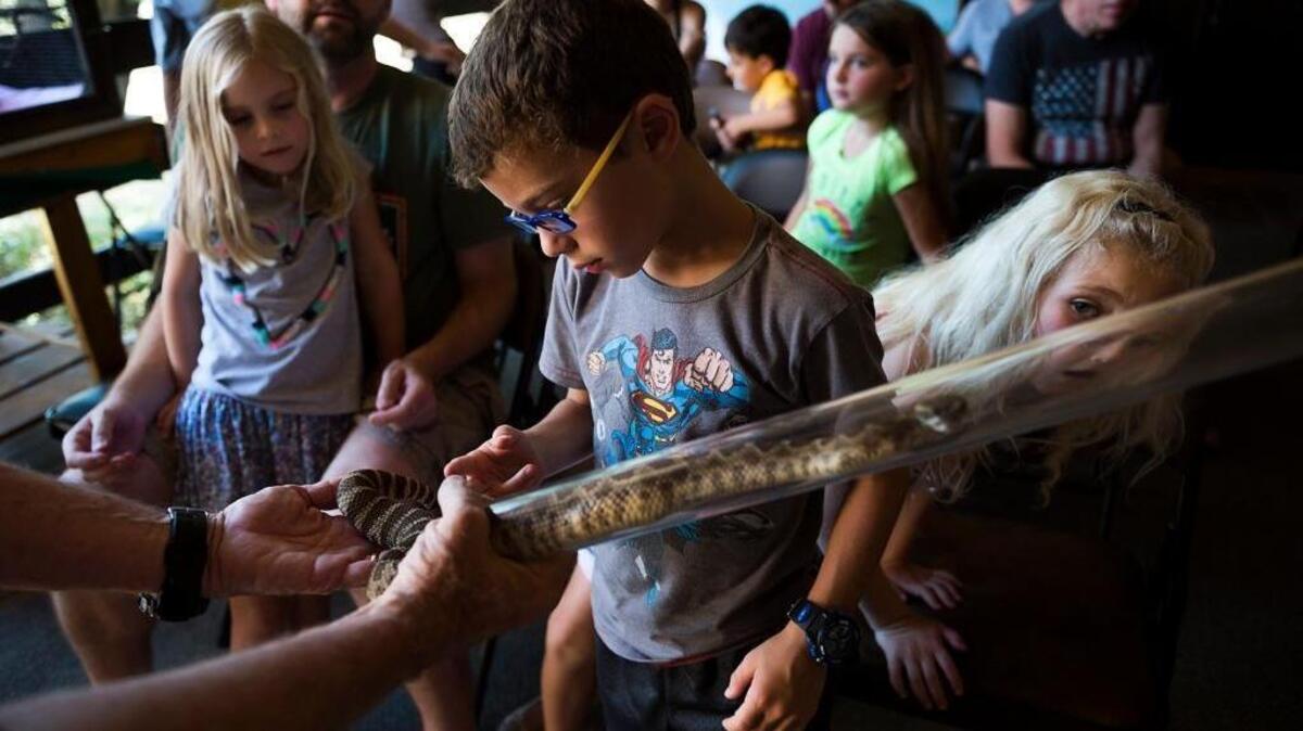 Eitan Lavi, 6, touches a Northern Pacific rattlesnake as Amelia ,4, and Maddy Murnane, 7, look closer during wildlife biologist Mike Cardwell’s lecture on rattlesnakes at Effie Yeaw Nature Center on Sunday, August 6, 2017 in Sacramento, Calif.