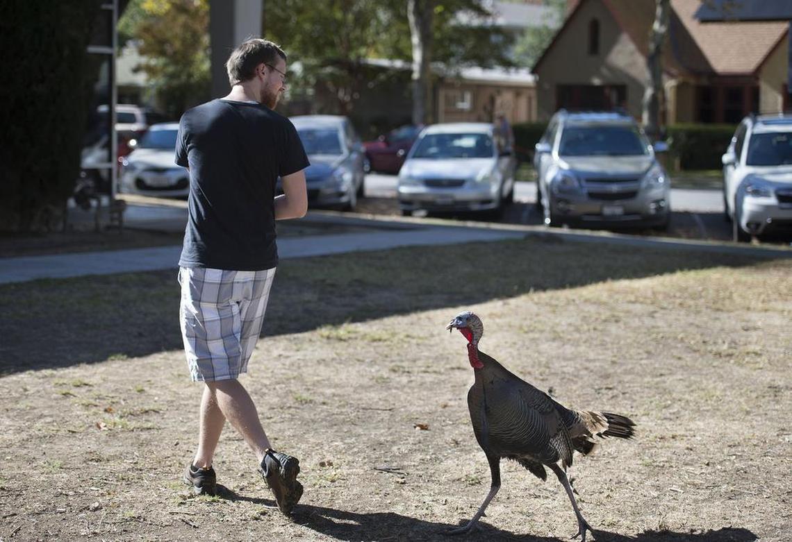 UC Davis grad student Will Hemstrom encounters a wild turkey who follows him closely in 2016 in Davis.