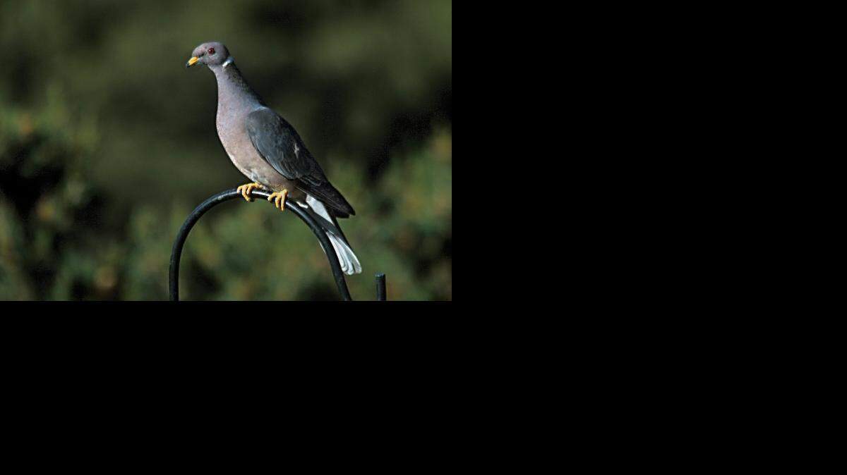
The band-tailed pigeon, a common bird species in California whose populations have been declining since 1945.
