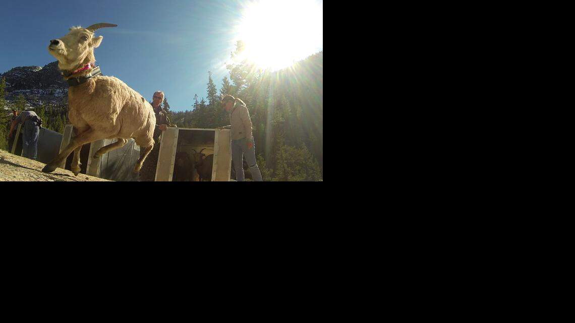A Sierra Nevada bighorn sheep runs into the Yosemite National Park wilderness in 2015 week as part of a project to build up the population. There were 100 remaining in 2000 before conservation efforts kicked in.
