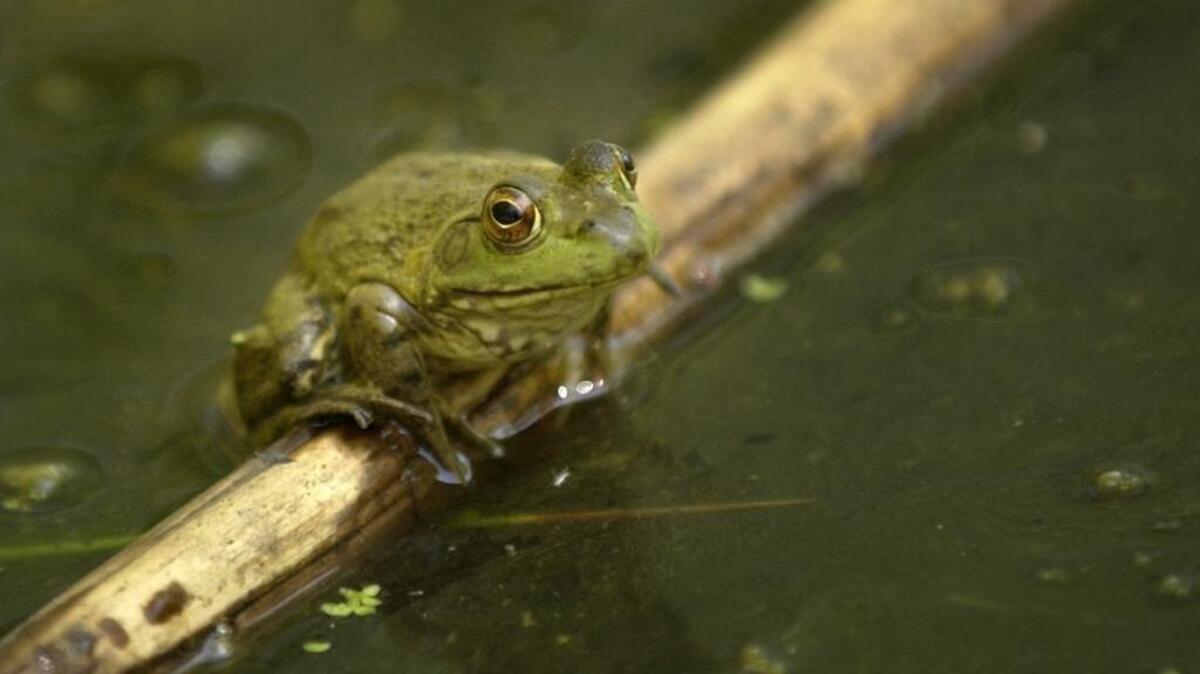 A bullfrog suns himself on a bamboo stalk in a pond at the Effie Yeaw Nature Center in Ancil Hoffman County Park Saturday April 9 2004.