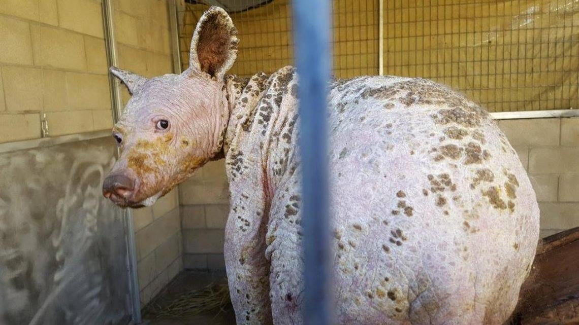Hairless bear cub rescued in Placer County recovering well | Sacramento Bee