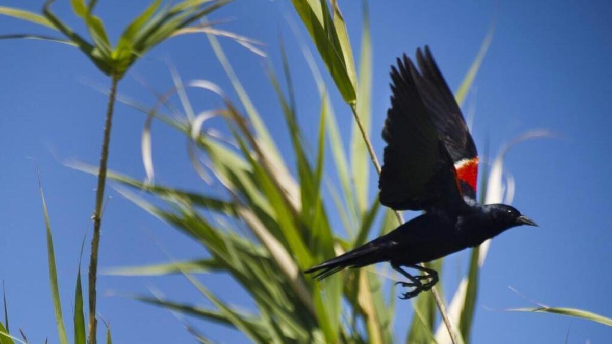
A male tricolored blackbird takes flight on a farm near Williams. 
