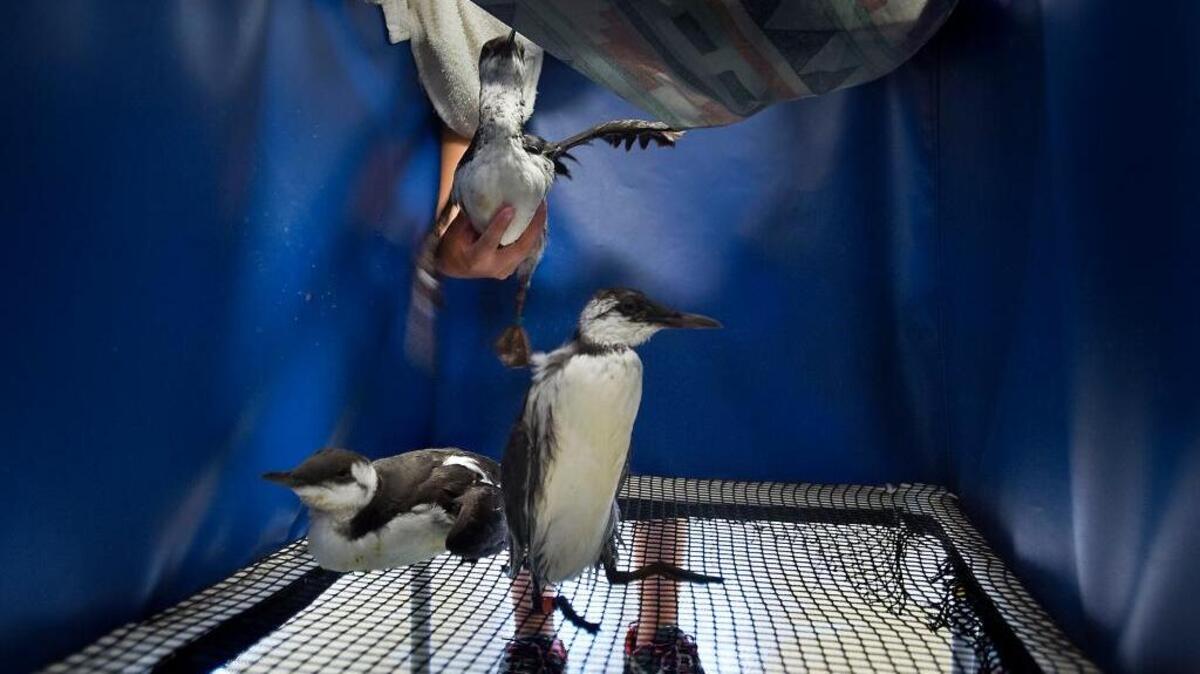 
Intern Julie Wheeler puts a common murre into a forced-air drier Thursday, Sept. 24, at the International Bird Rescue facility in Fairfield.. Within the last month more than 250 of these sea birds have been brought to the rescue center, said spokesman Russ Curtis.  “They’re just down to feather and bone,” he says.
