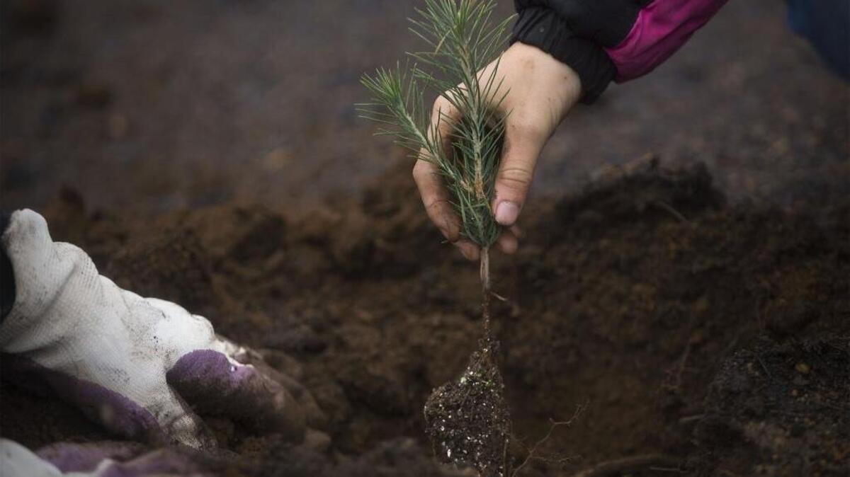 A tree is planted near the Black Oak Campground area east of Georgetown in April 2016. In 2014, the King Fire tore through nearly 98,000 acres of El Dorado and Placer counties. As part of a reforestation effort, volunteers working with the Sugar Pine Foundation and the El Dorado National Forest planted sugar pine, and ponderosa pine seedlings and some giant sequoia trees.