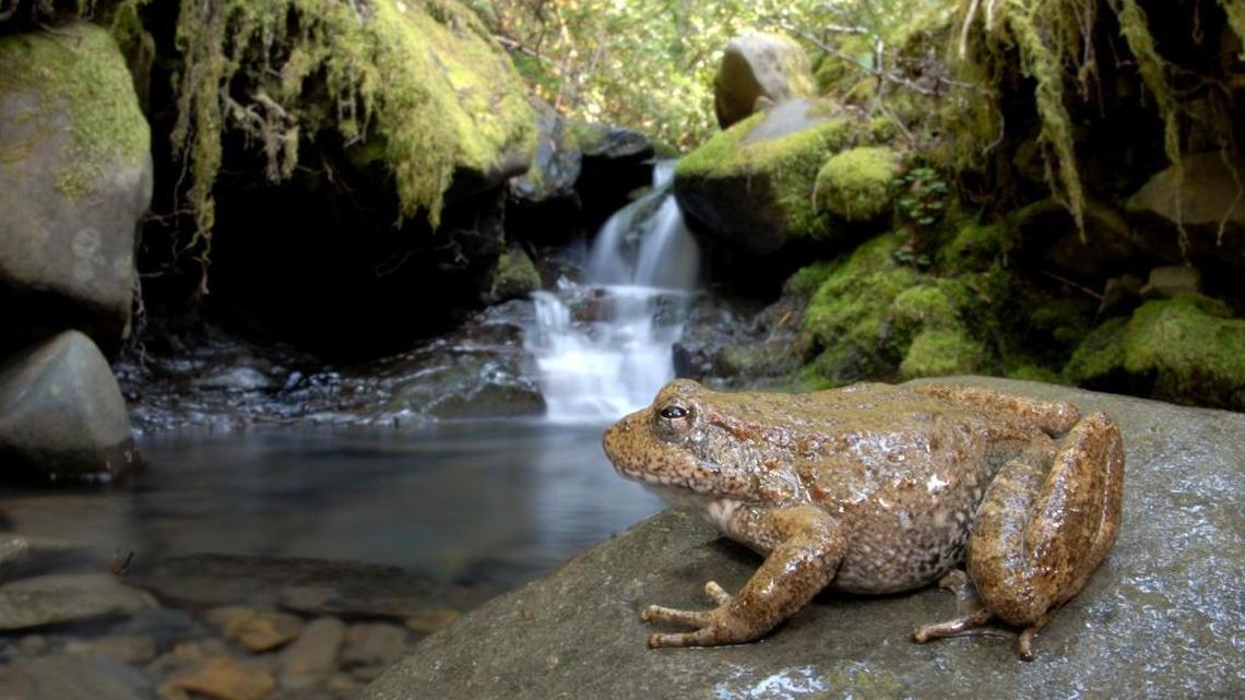 Foothill yellow-legged frogs used to be found in many of California’s low-lying river systems. On July 7, the California Fish and Game Commission named it a candidate species for protection under the California Endangered Species Act. Over the next year, the frog will be protected as though it were listed while the commission reviews its status.