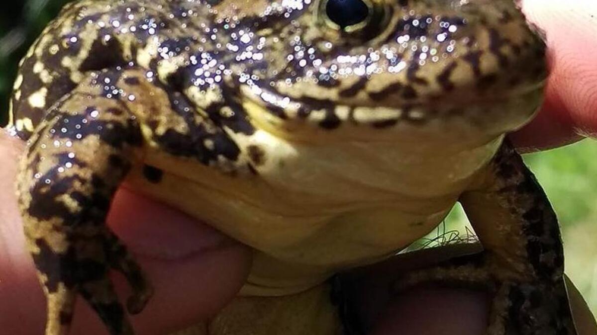 The Sierra Nevada yellow-legged frog is one of three frog species at the center of a lawsuit filed challenging the federal government’s decision to designate 1.8 million acres in rural California as “critical habitat.” Ranchers and farmers say the designation hurts the livelihoods.