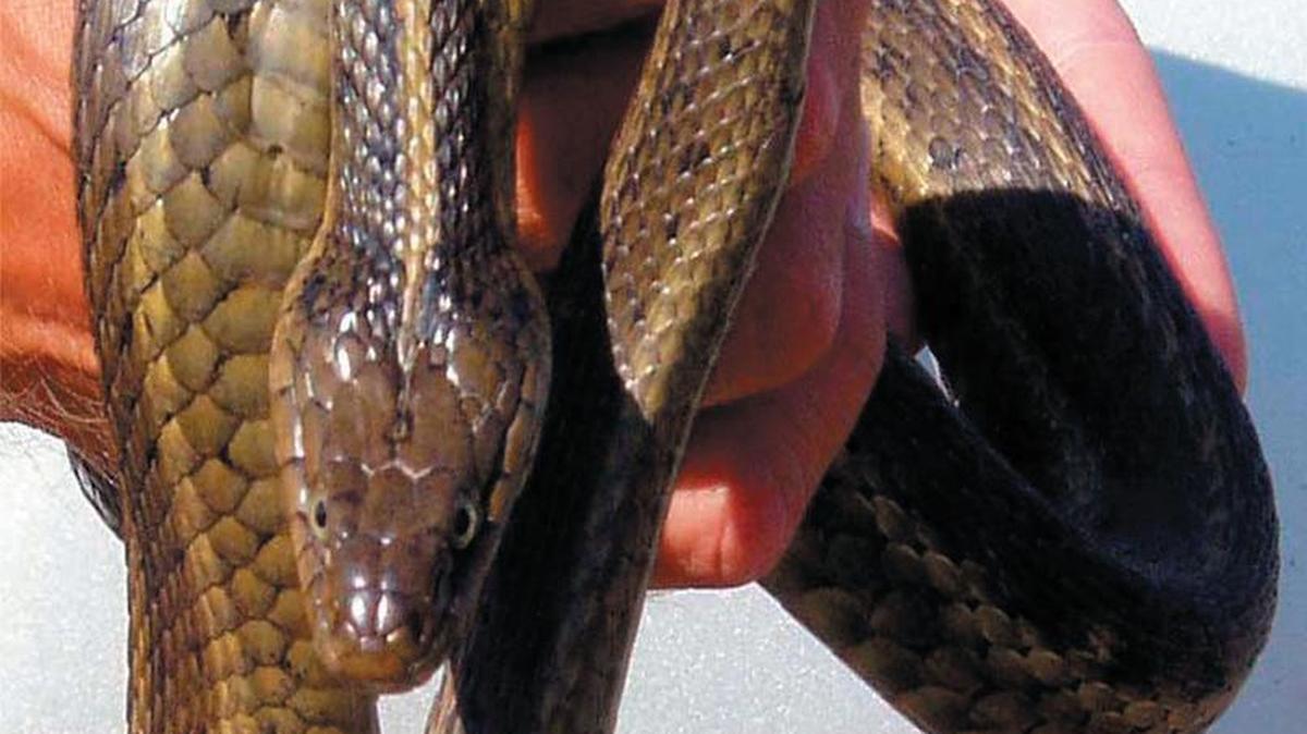The giant garter snake is endemic to wetlands of the Central Valley but has seen its habitat decline by 95 percent.