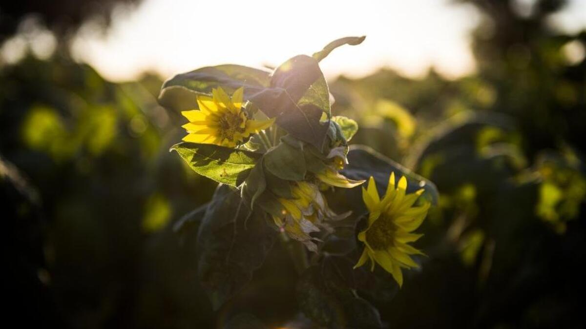 Fields of sunflowers bloom at Power Line Road and Garden Highway. UC Davis researchers recently reported the underlying biology of how sunflowers track the sun throughout the day, tilting from east to west.