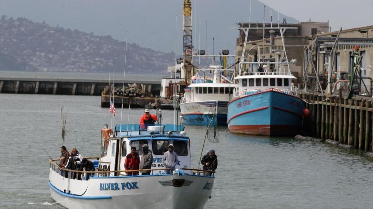 The Pacific Fishery Management Council has voted to authorize fishing gear that could replace drift gillnets that are used to catch swordfish. Those wide nets can also capture sea mammals and turtles, fatally holding them underwater.