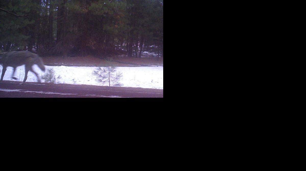 
A remote trail camera on Jan. 5 captured this image of a new adult wolf roaming forests of southern Oregon near the California border. 
