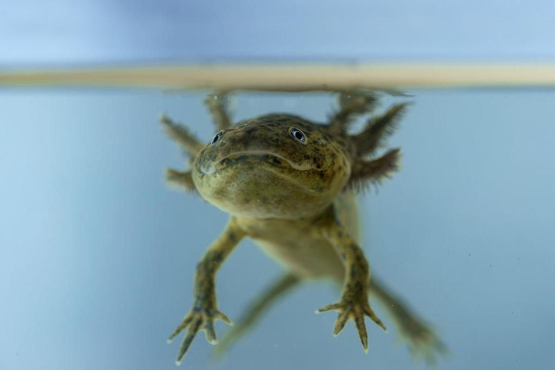 Andrea Beck will sell “unusual finds” at Mind’s Oasis, such as axolotls. Pictured here, one of the amphibians floating in a tank of water.