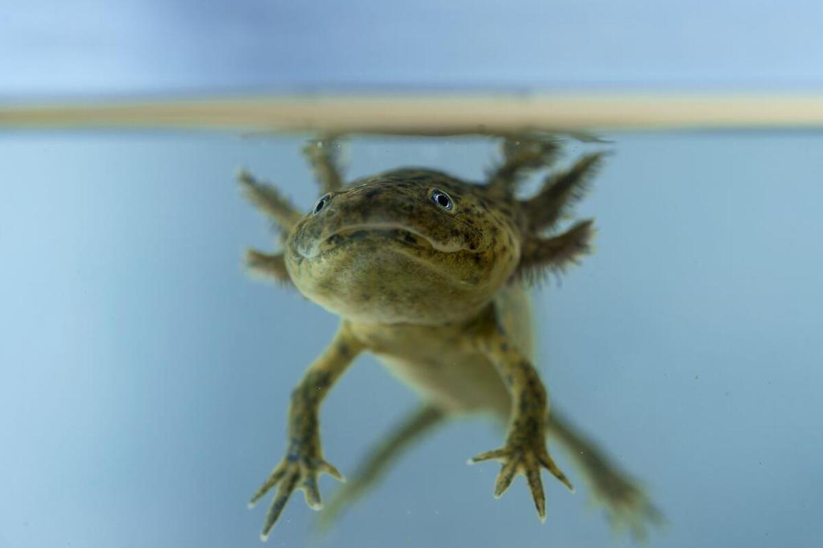 Andrea Beck will sell “unusual finds” at Mind’s Oasis, such as axolotls. Pictured here, one of the amphibians floating in a tank of water.