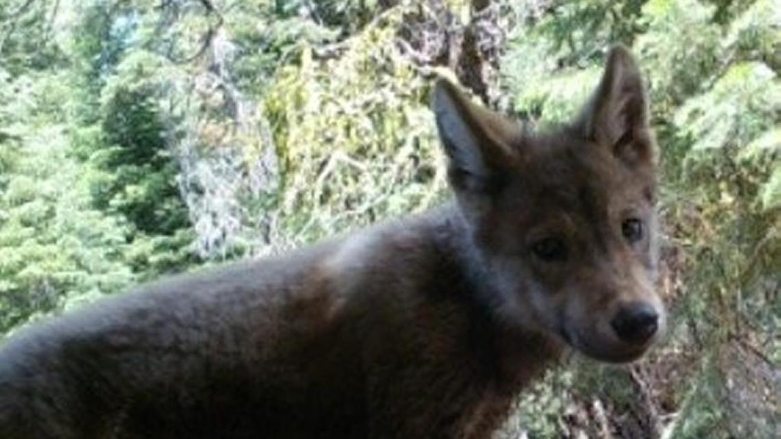 One of the pups in the Lassen Pack