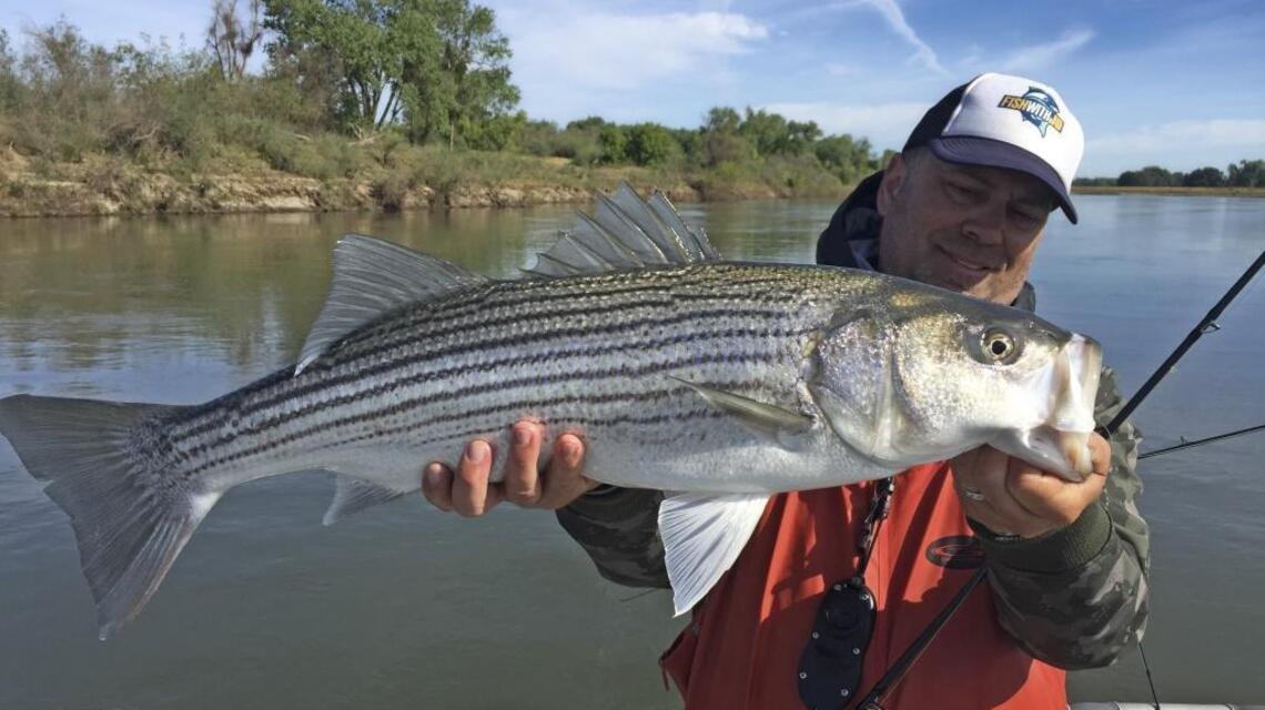 California Fish and Game ends striped bass population mandate, allowing decline