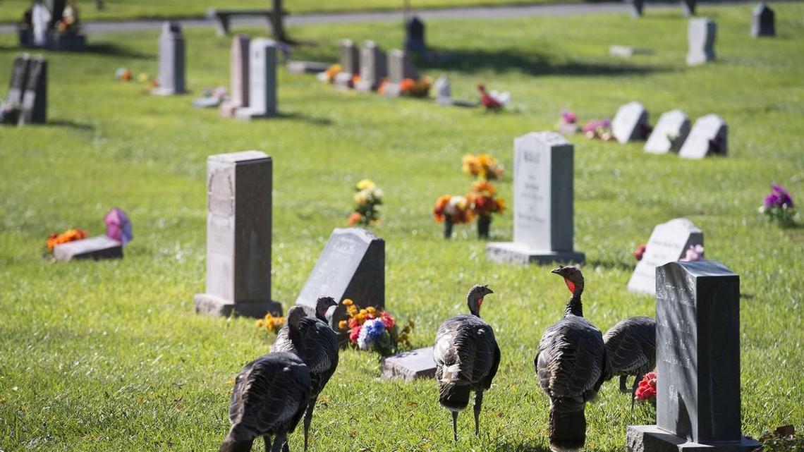 Wild turkeys walk through the Davis cemetery in 2016.