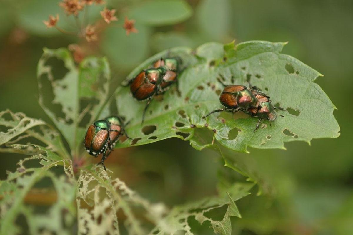 Japanese beetles on a rose plant.