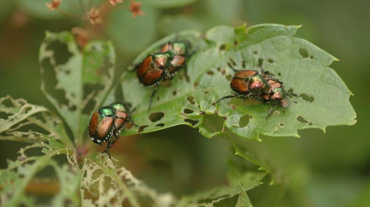 Japanese beetles on a rose plant.