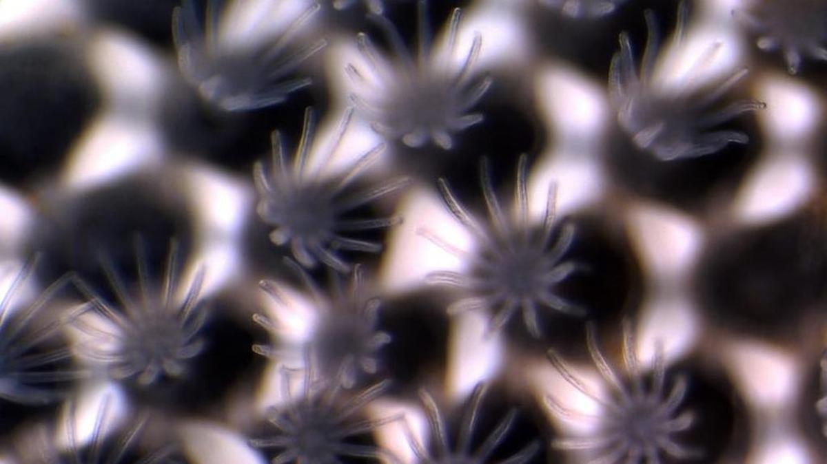 Bryozoans, considered a canary in the coal mine for magnesium-abundant marine animals with calcerous skeletons, thrive in California kelp forests, and UC Davis researchers found that bryozoans dissolved quicker than expected when cultured in warm waters and exposed to acidity.